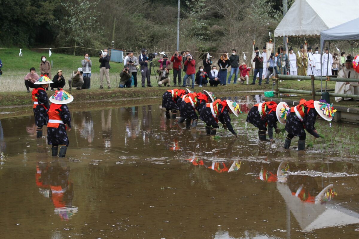 桜舞い散る田んぼに映える早乙女たちの姿。春を祝福する「香取神宮の御田植祭」