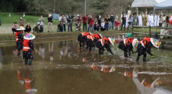 桜舞い散る田んぼに映える早乙女たちの姿。春を祝福する「香取神宮の御田植祭」