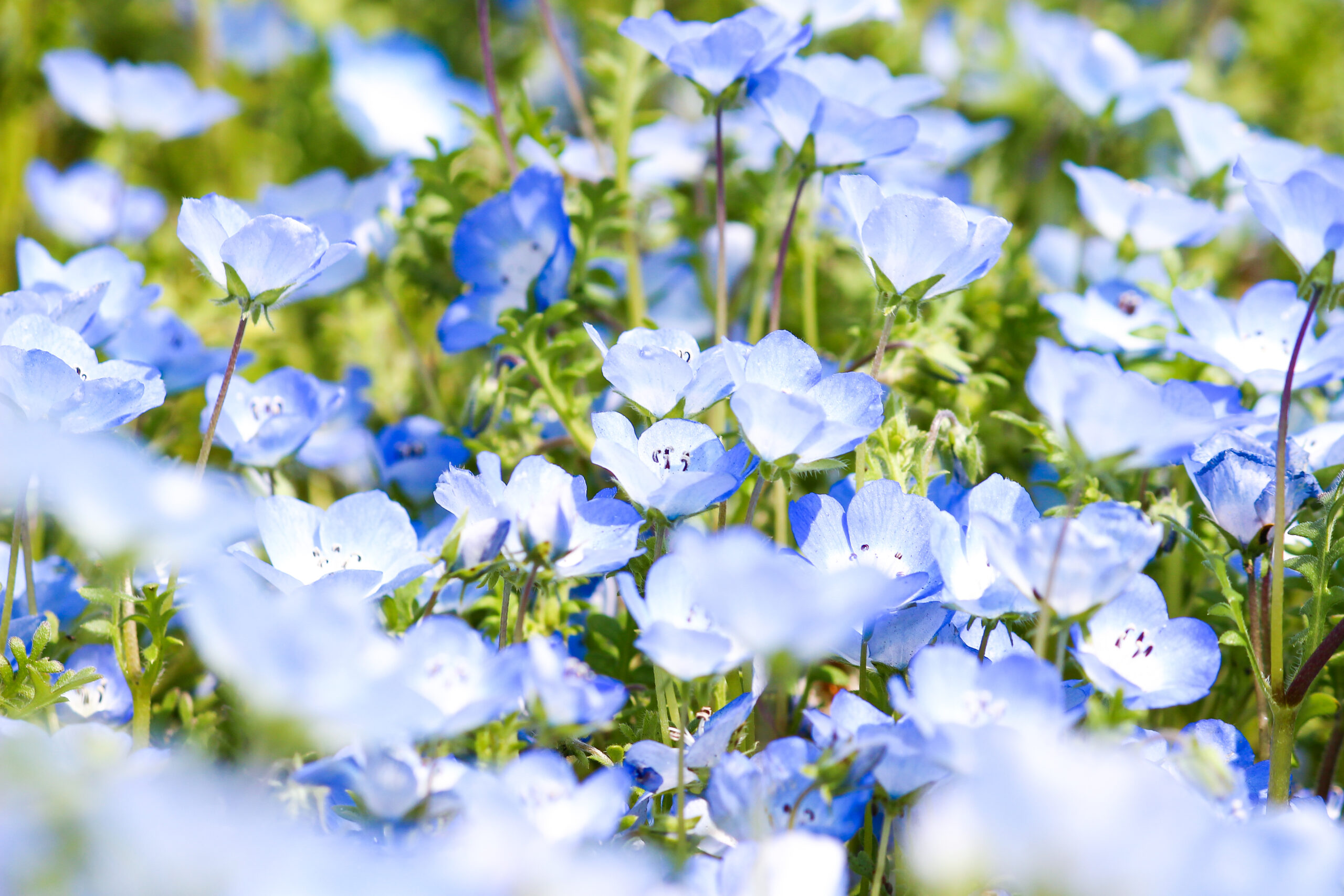 今見るべき絶景はコレ！東京・神奈川のネモフィラの名所5選◎
