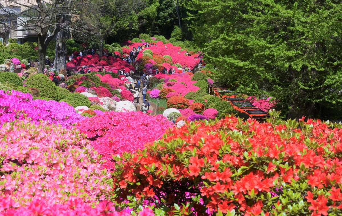 今週末から開催！根津神社の「文京つつじまつり」は春休みにもおすすめ◎2024年最新の開催情報も！