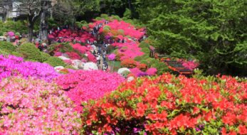 今週末から開催！根津神社の「文京つつじまつり」は春休みにもおすすめ◎2024年最新の開催情報も！