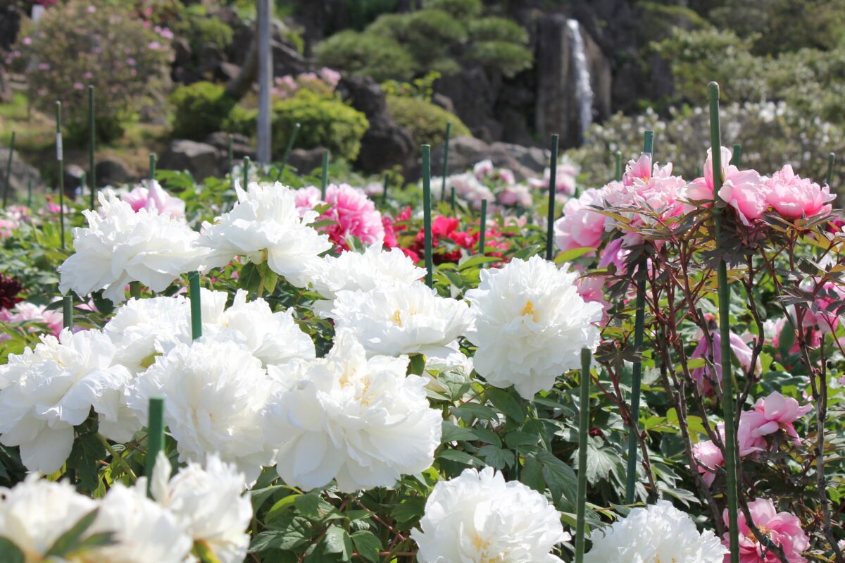 金運パワーの金蛇水神社（宮城）で「花まつり」開催！ライトアップや限定御朱印も！