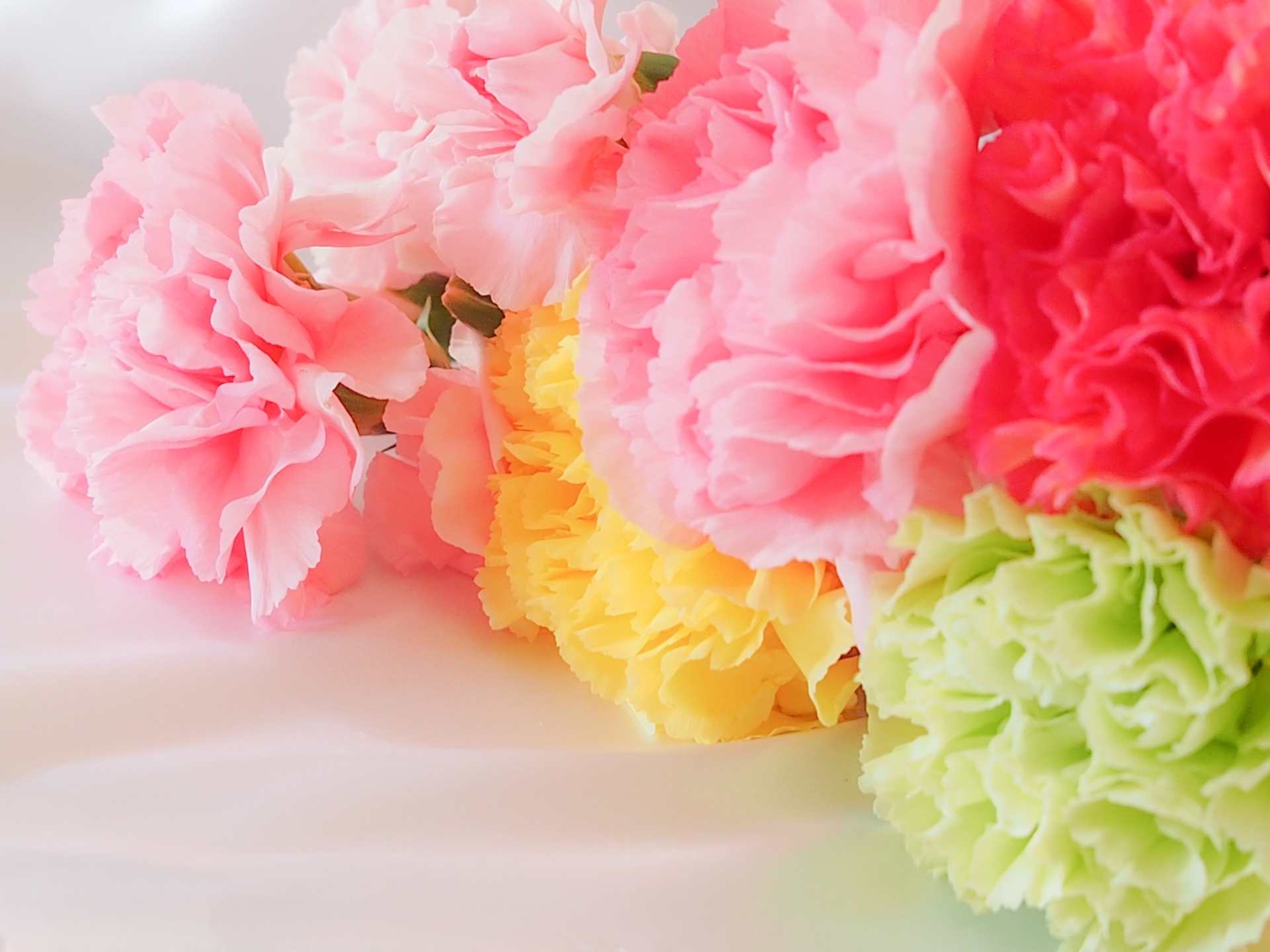 もうすぐ母の日！カーネーションの花言葉は？色別で違う意味が奥深い！