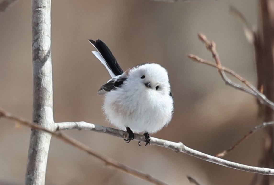 カワイイからセクシーまで「鳥」にまつわるお祭り５選を「愛鳥週間」にお届けします