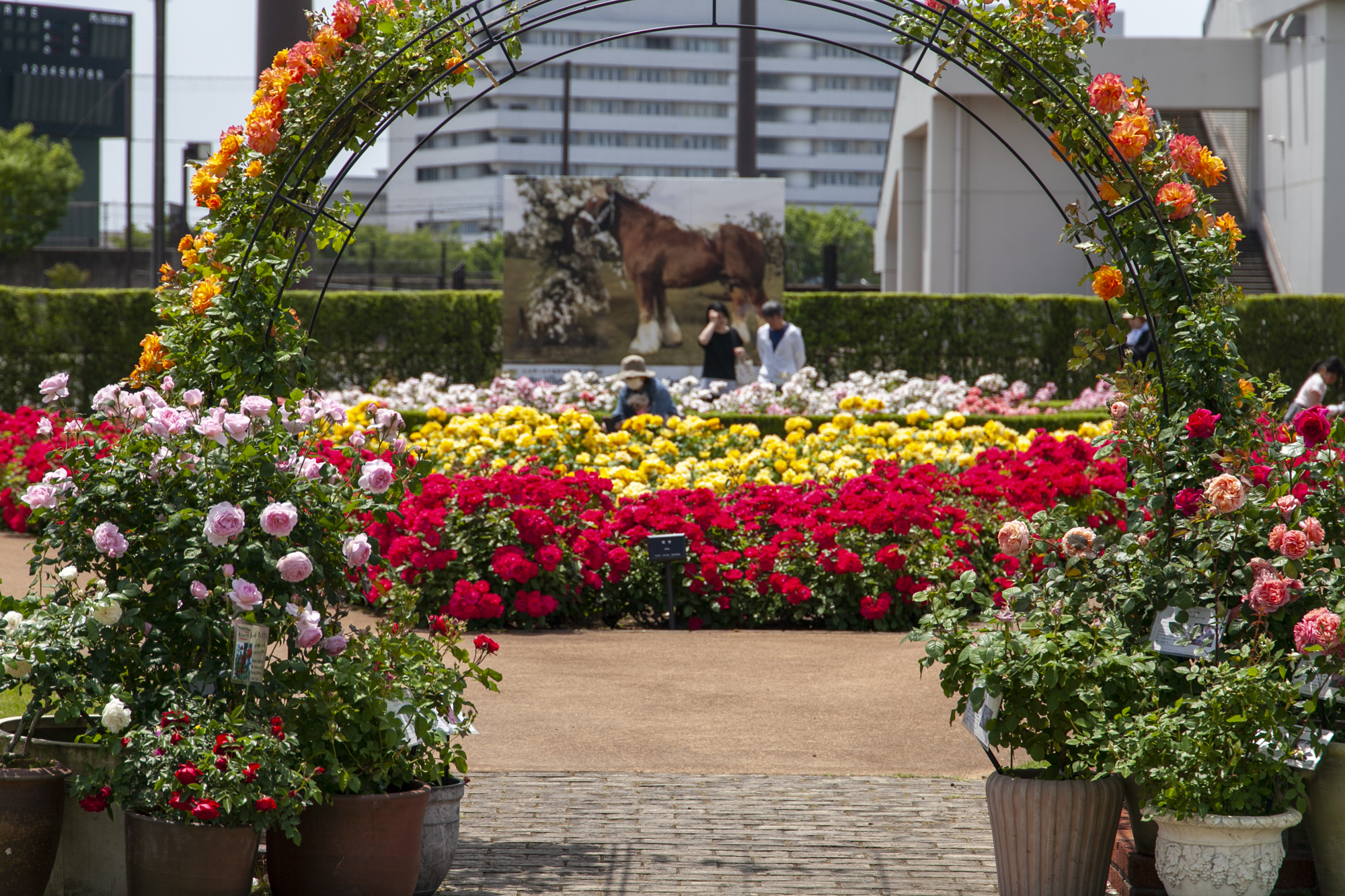 5月31日まで！「バラフェスこまつ」の美しいバラのフォトレポート 石川県小松市