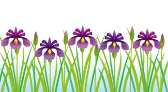 今の季節にぴったりの御朱印！初夏を彩る美しい「菖蒲」の限定御朱印5選！