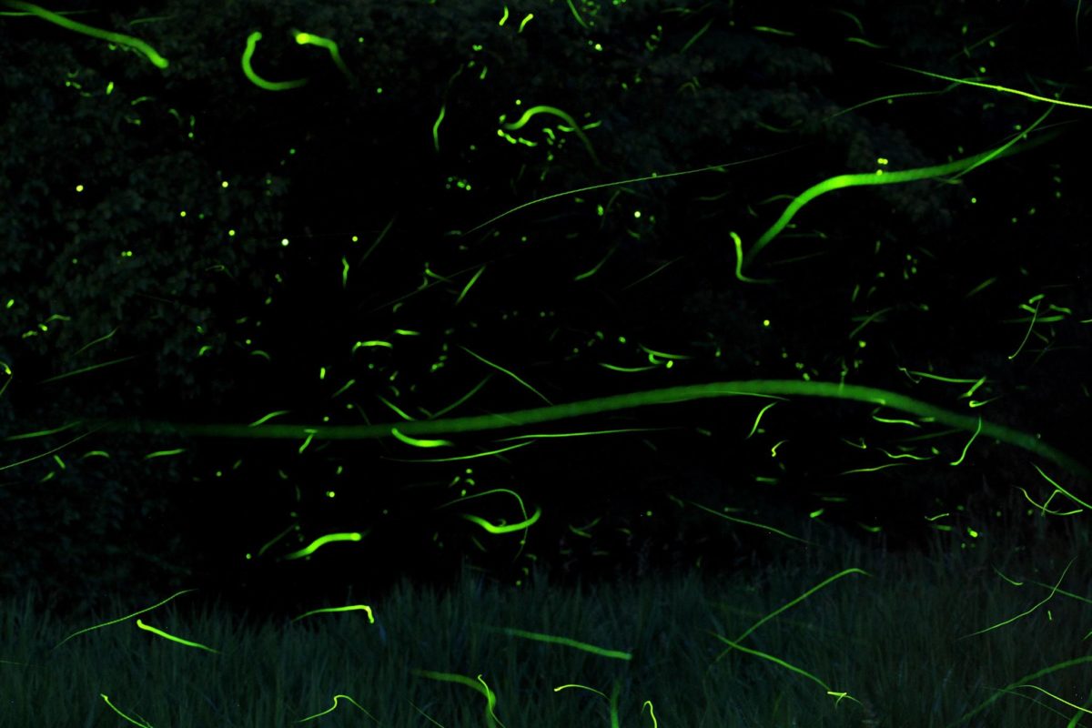 東京でホタルを観たい！蛍の名所で開催される蛍まつり4選 -2023年版