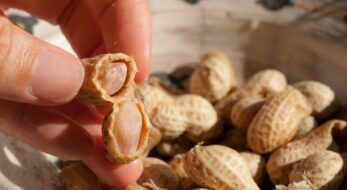 千葉県民が愛するご当地グルメは？落花生だけじゃない！厳選10選（2023年版）