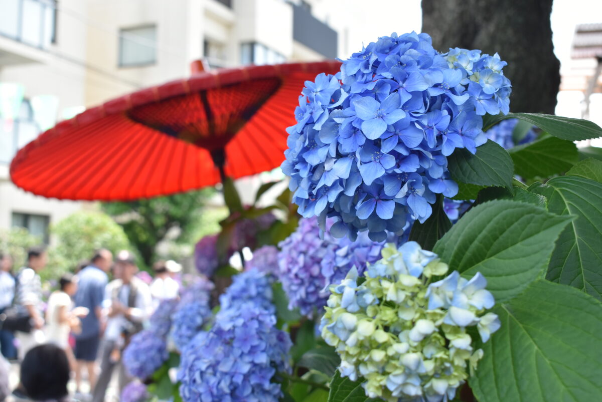 2025年6月「文京あじさいまつり」が東京・白山神社で開催！見どころや親子での楽しみ方をご紹介♪