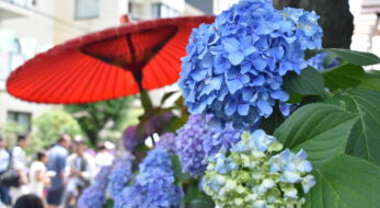2025年6月「文京あじさいまつり」が東京・白山神社で開催！見どころや親子での楽しみ方をご紹介♪