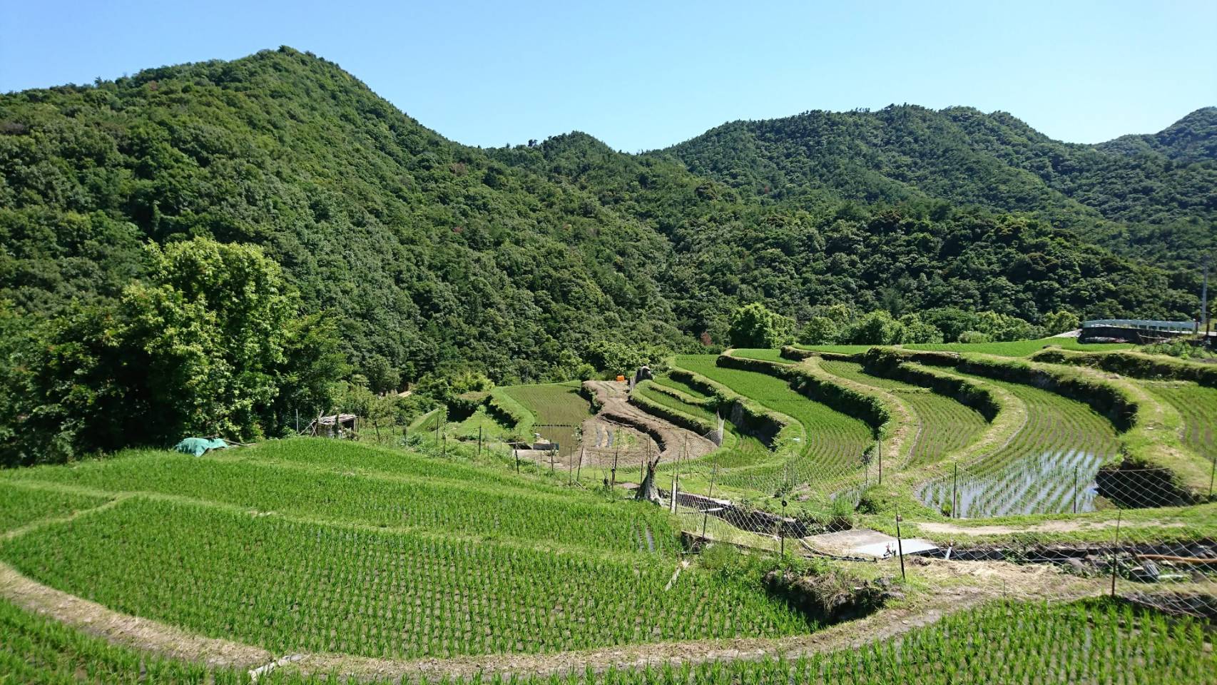 高木さんめ！大ヒットアニメに描かれた小豆島「中山虫送り」の幻想美を味わう夏がやって来た！