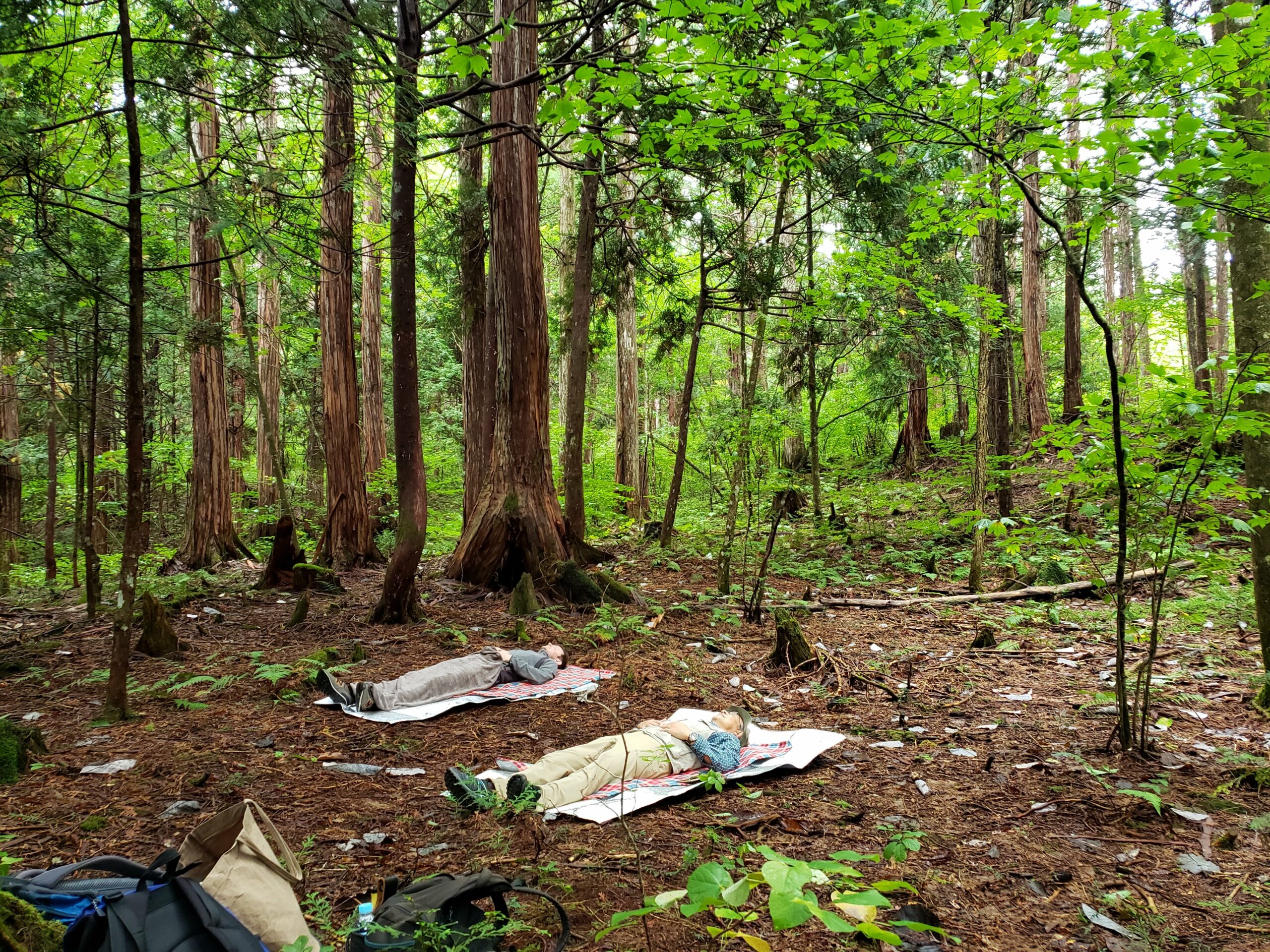 世界でも貴重な天然木の森「赤沢自然休養林」などを散策、長野県上松町だから体験できる8つのこと