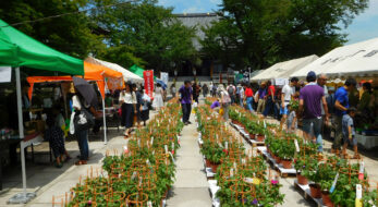 東京で楽しめる「文京朝顔・ほおずき市」とは？見どころやイベント情報をご紹介