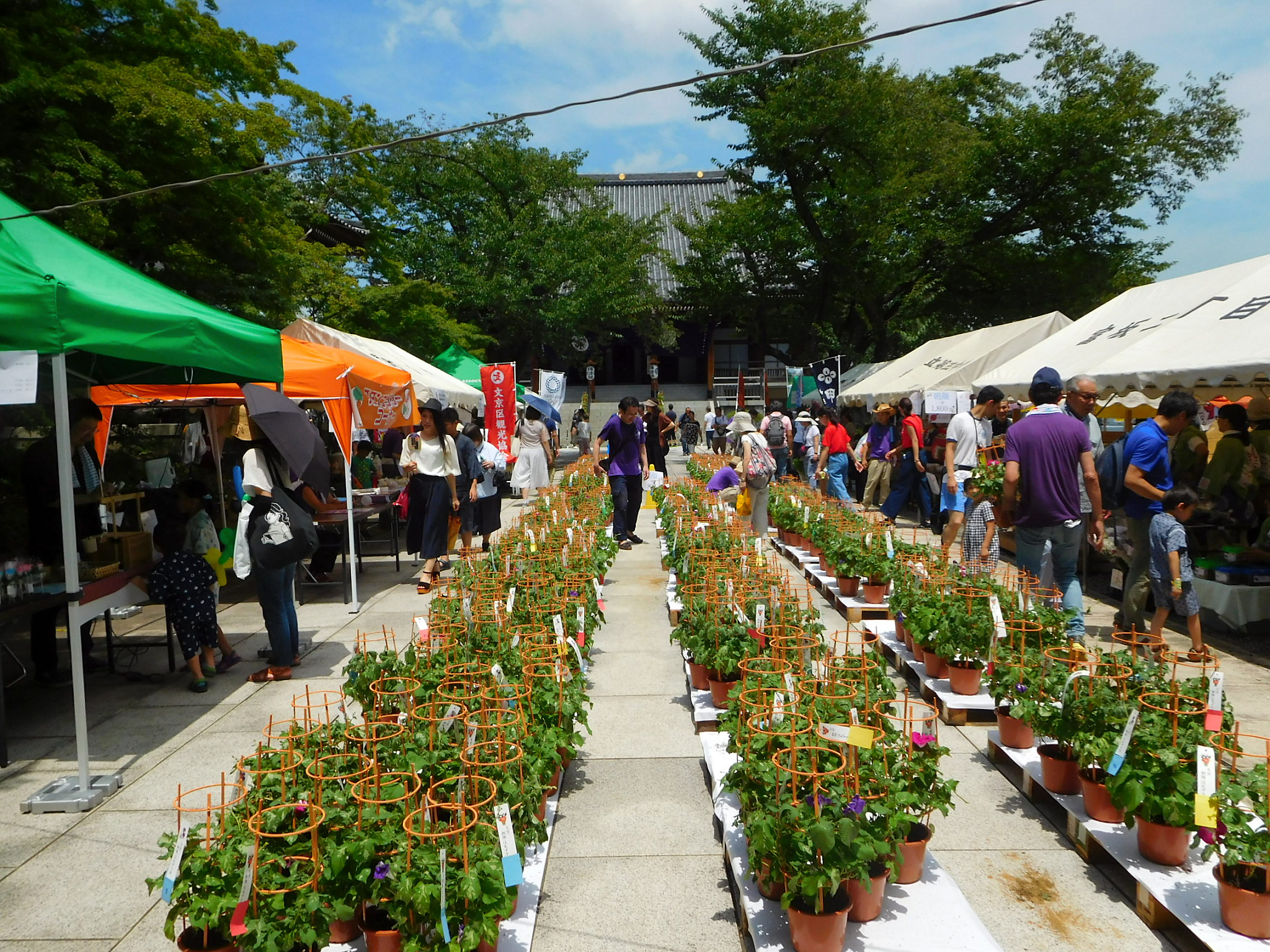 東京で楽しめる「文京朝顔・ほおずき市」とは？見どころやイベント情報をご紹介