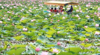 今すぐ行けて、まだ間に合う！全国の「はすの花」の名所と「はす祭り」6選＜2023年版＞