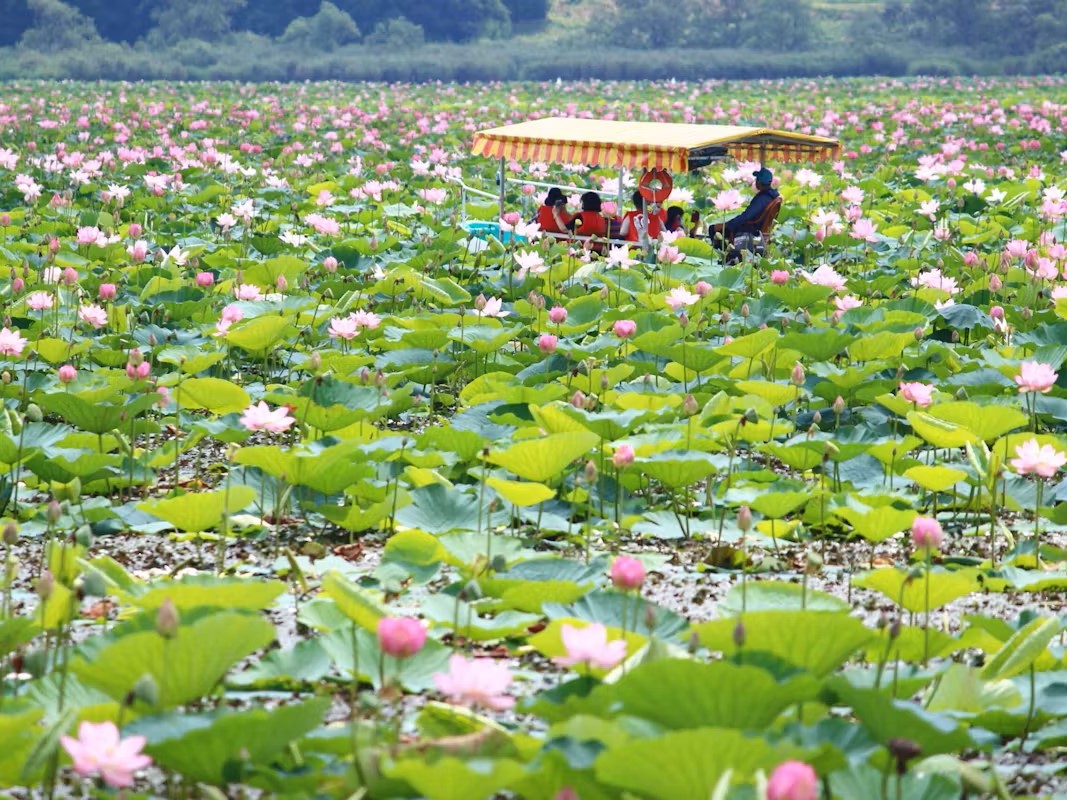 今すぐ行けて、まだ間に合う！全国の「はすの花」の名所と「はす祭り」6選＜2023年版＞