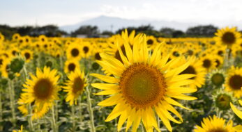 まだ見頃に間に合う！黄色い絨毯が青空に映える全国の「ひまわりまつり」10選