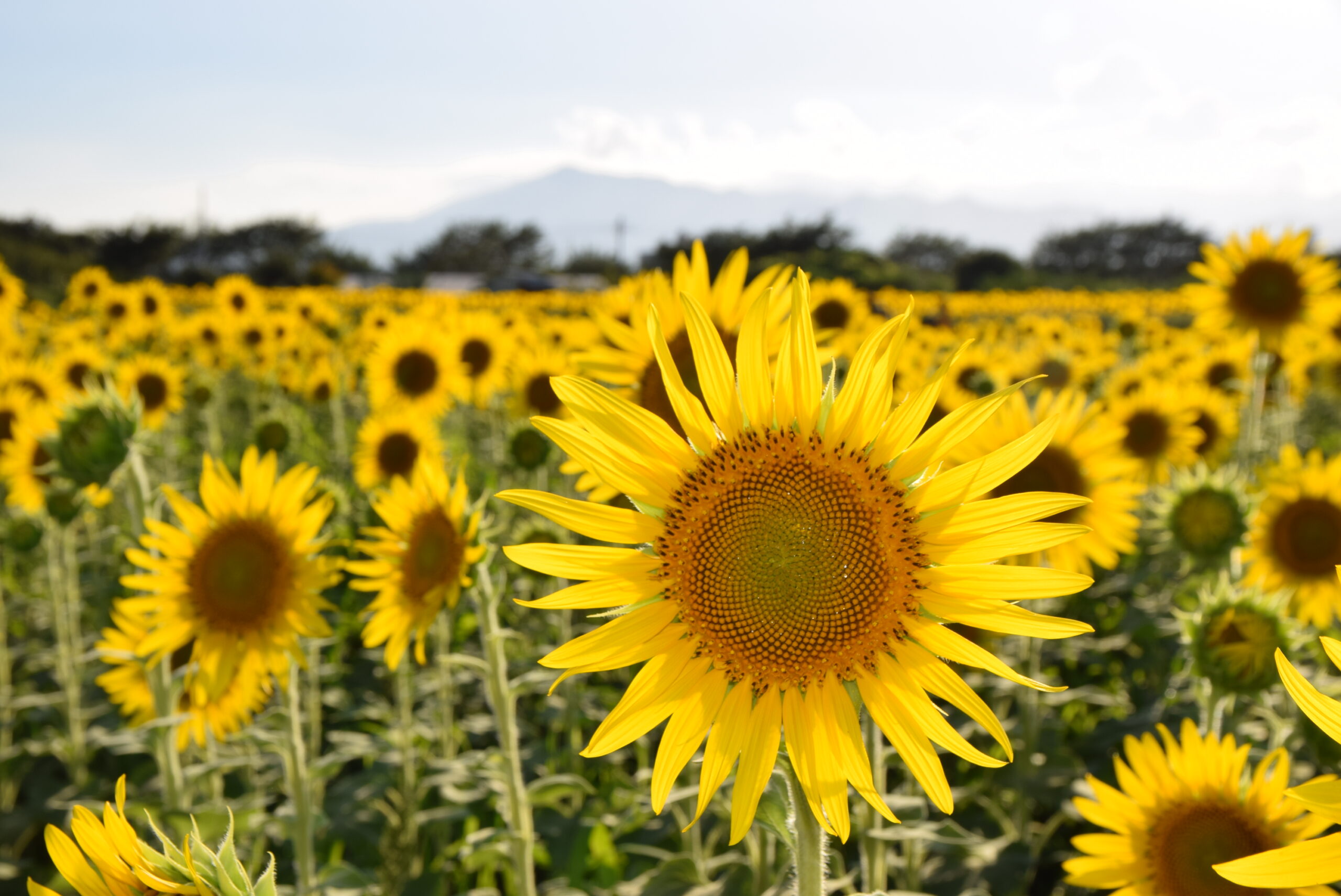 まだ見頃に間に合う！黄色い絨毯が青空に映える全国の「ひまわりまつり」10選