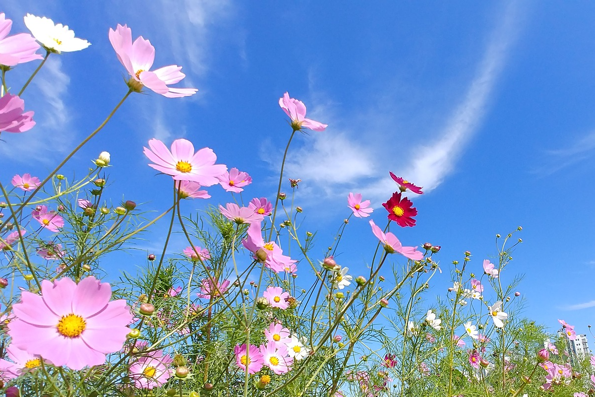秋分の日とは？毎年変わる？5連休になるのはいつ？祝日の理由や食べものまで徹底解説！