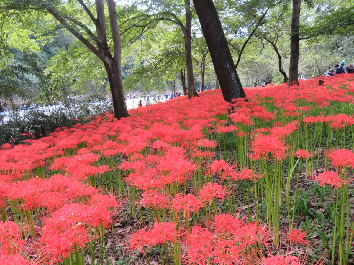 ご当地グルメやライトアップも！2023年まだ見頃に間に合う「彼岸花」スポットと祭り5選！