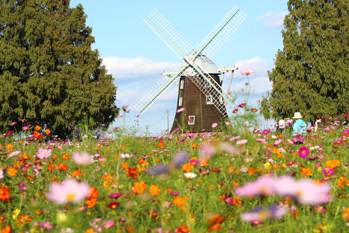 いよいよ見頃は目前！2023年はどこに行く？関東の「コスモスまつり」5選