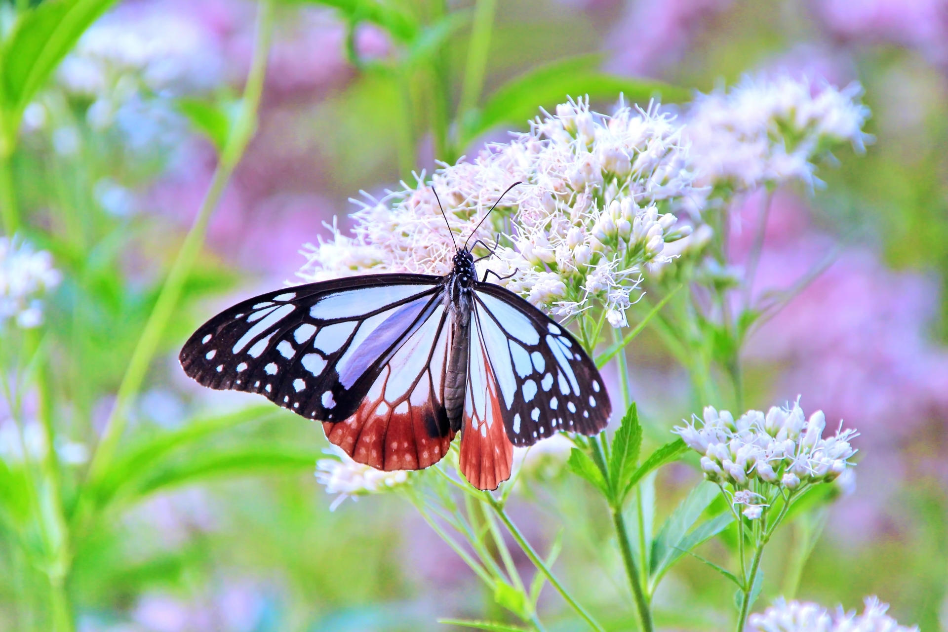 秋の七草とは？食べられる？いつ誰が決めた？７つの草花の簡単な覚え方も！