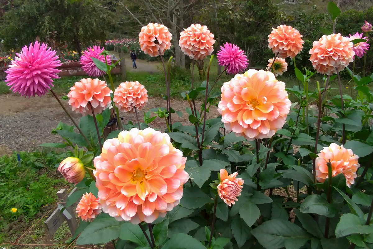 ついに見頃が到来！今週末のお出かけにもピッタリの全国の「ダリア」の祭り5選！