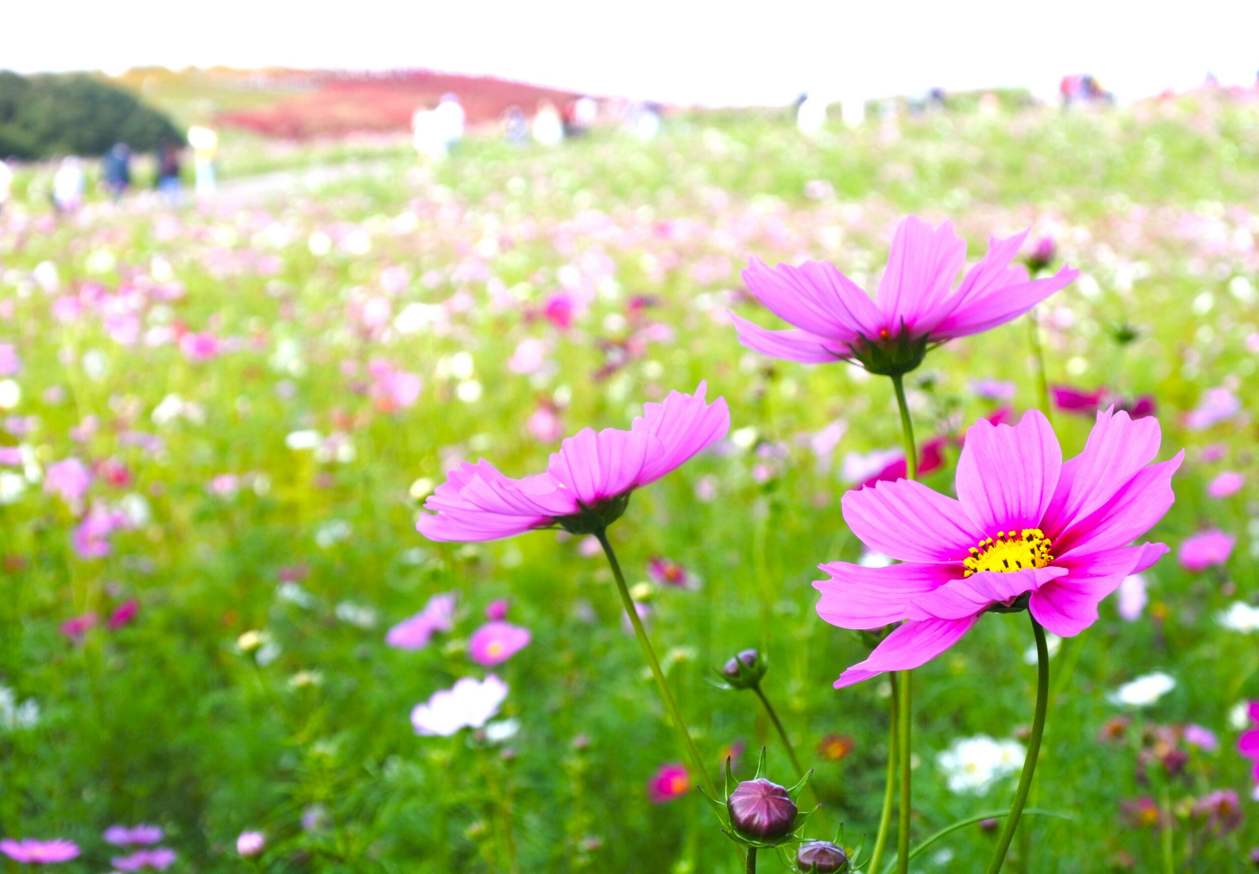 今が見頃！コキアだけじゃない！秋の「国営ひたち海浜公園」はコスモスにも絶対注目◎