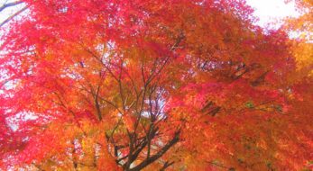 見頃近づく！2023年は紅葉もイベントも楽しむ！茨城・栃木・群馬の人気紅葉スポット8選