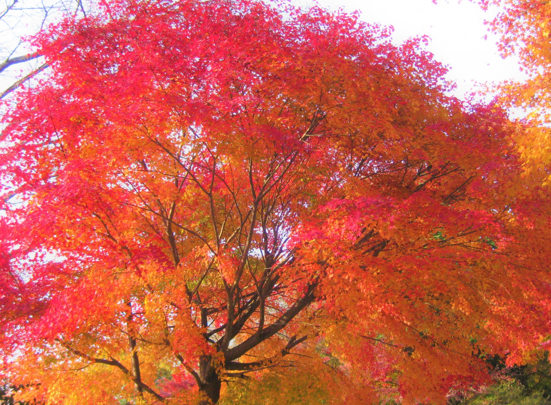 見頃近づく！2023年は紅葉もイベントも楽しむ！茨城・栃木・群馬の人気紅葉スポット8選