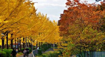 関東近郊の紅葉が見頃！2023年はイベントも♪人気スポット15選＜南関東＆山梨・静岡編＞