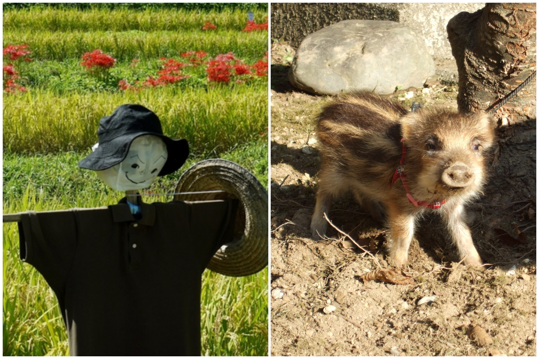 東日本では「十日夜」、西日本では「亥の子」。どんな行事？何を食べる？