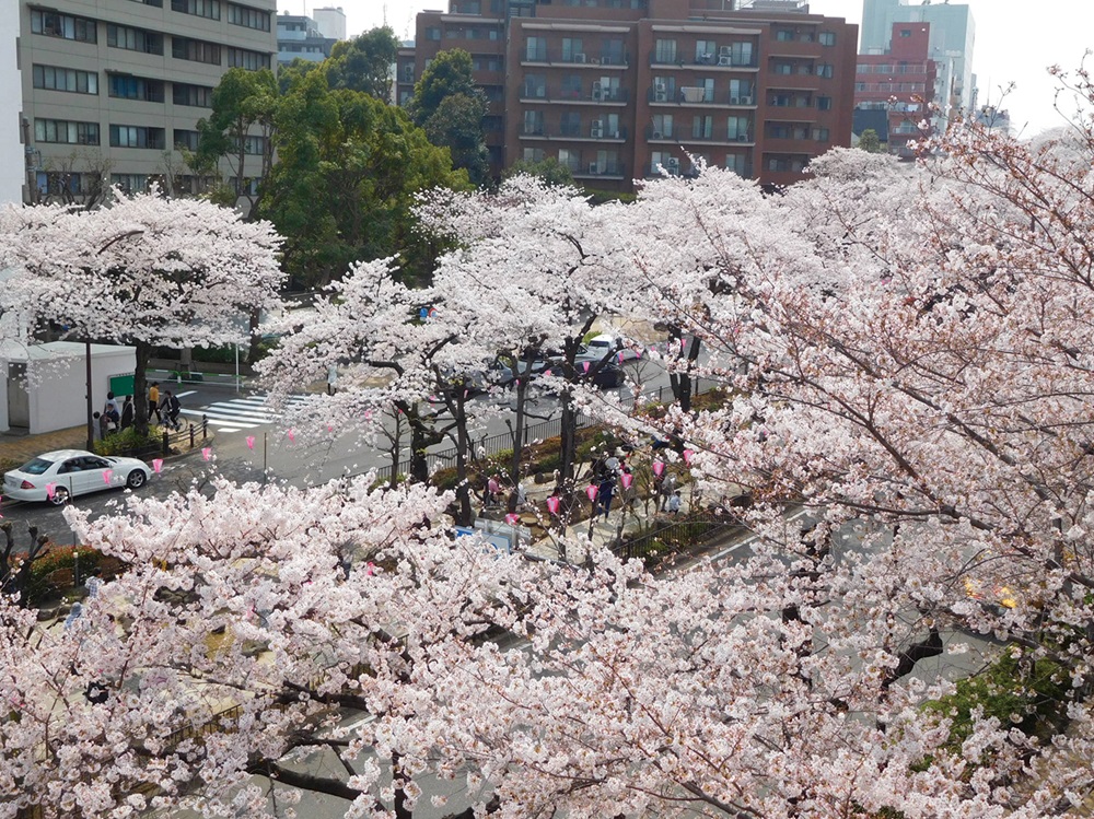春の絶景！2025年文京さくらまつり開催情報！播磨坂さくら並木で桜を楽しむ＜東京＞