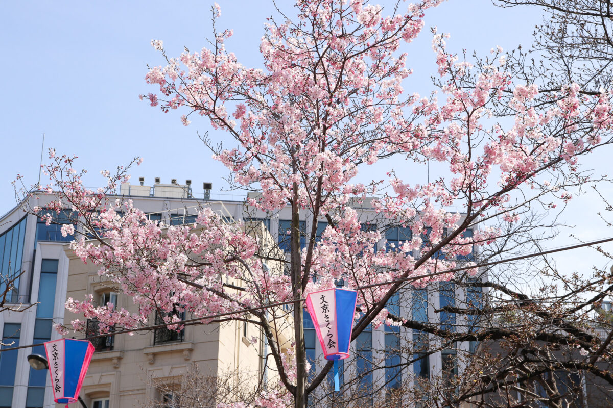 ＜東京＞播磨坂さくら並木で開催「文京さくらまつり2026」3月21日〜4月5日｜見どころレポ