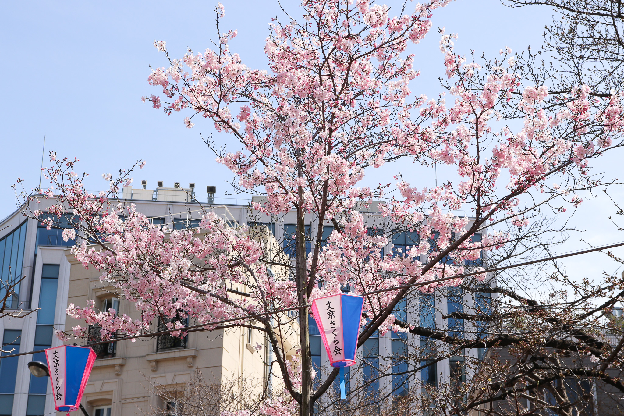 ＜東京＞播磨坂さくら並木で開催「文京さくらまつり2026」3月21日〜4月5日｜見どころレポ
