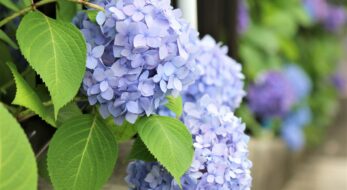 「文京あじさいまつり」2025年は6月7日から白山神社で開催！東京の紫陽花名所へ出かけよう