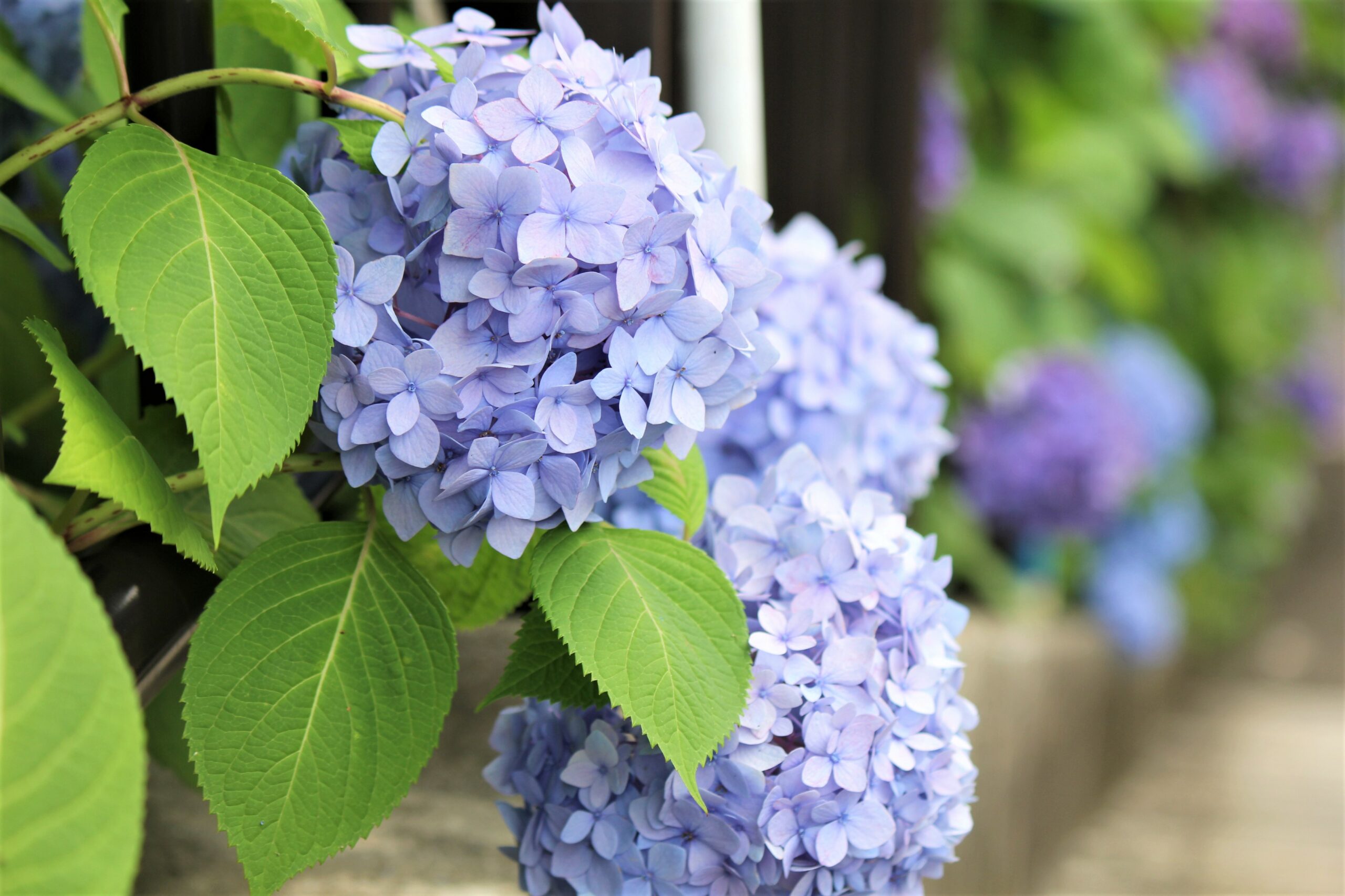 「文京あじさいまつり」2025年は6月7日から白山神社で開催！東京の紫陽花名所へ出かけよう