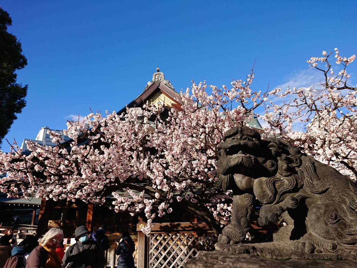 2026年文京梅まつり(湯島天神梅まつり)の見所を徹底解説！大人も子どもも楽しめるイベントが盛り沢山！＜東京＞