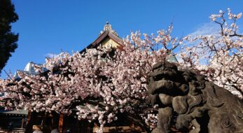 2025年文京梅まつり(湯島天神梅まつり)の見所を徹底解説！大人も子どもも楽しめるイベントが盛り沢山！＜東京＞
