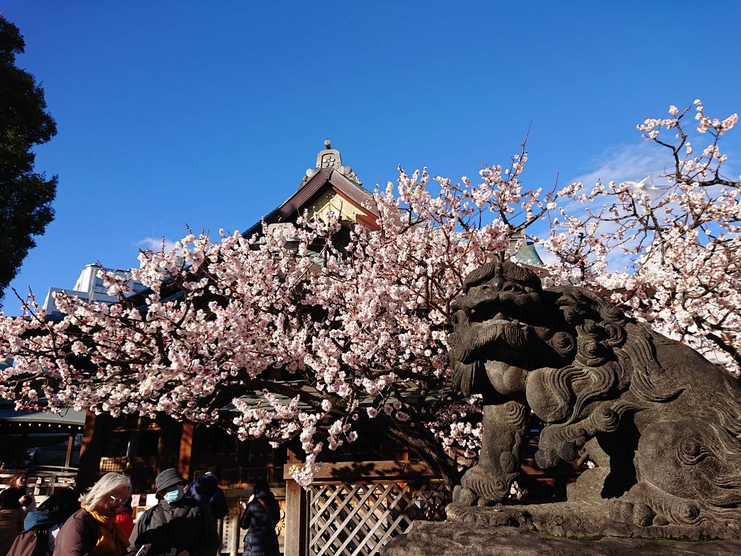 2026年文京梅まつり(湯島天神梅まつり)の見所を徹底解説！大人も子どもも楽しめるイベントが盛り沢山！＜東京＞