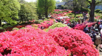 2025年文京つつじまつりが根津神社で開催！春休みにもオススメ◎見どころ＆最新情報は？〈東京〉