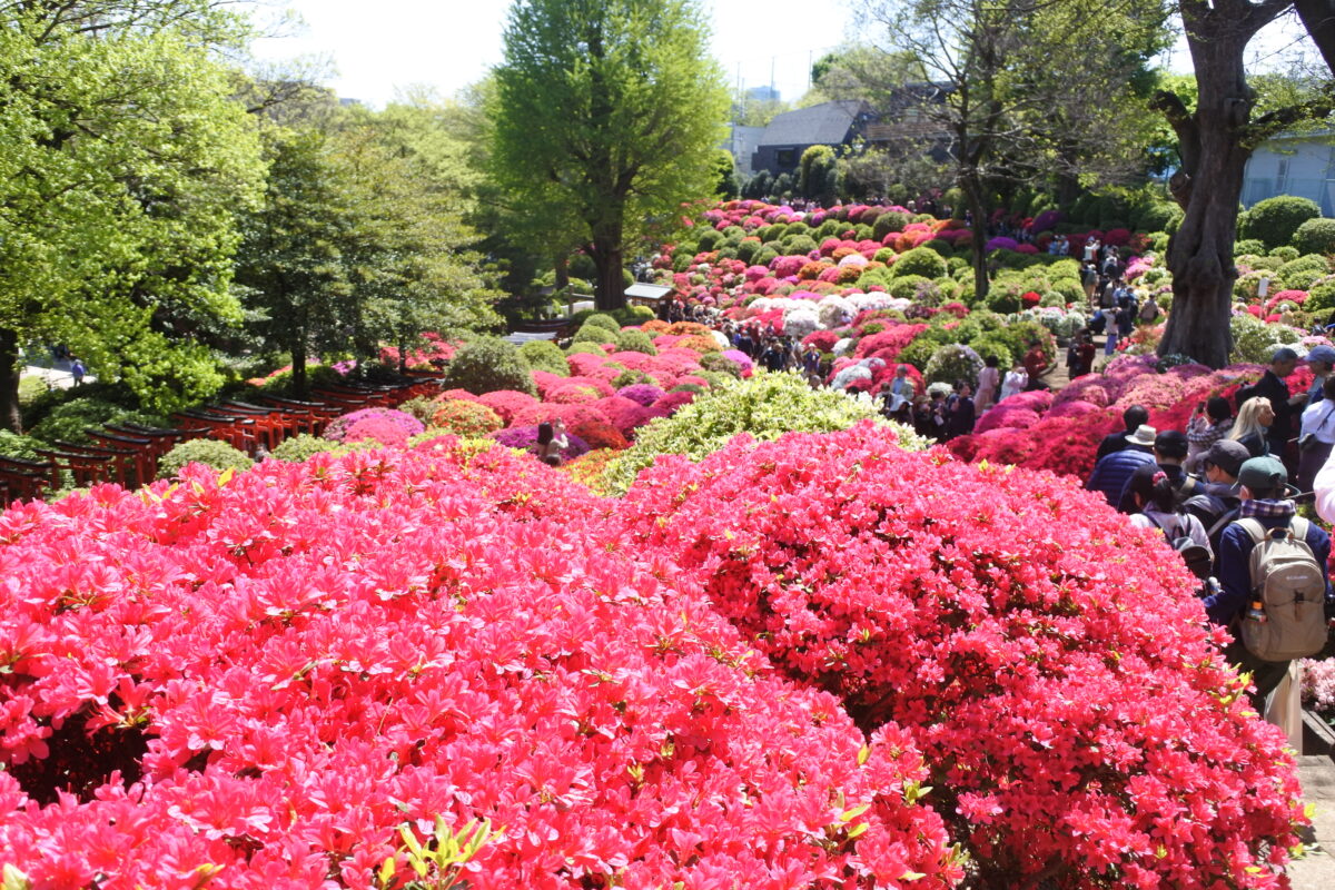2025年文京つつじまつりが根津神社で開催！春休みにもオススメ◎見どころ＆最新情報は？〈東京〉