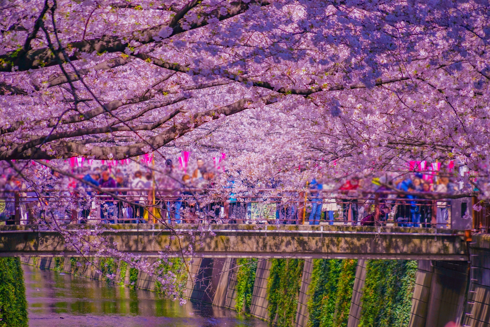 ＜未確定相談OK＞日本の春を彩るブランドプロモーション！「オマツリジャパン」の桜祭り協賛プラン